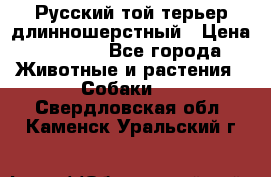Русский той-терьер длинношерстный › Цена ­ 7 000 - Все города Животные и растения » Собаки   . Свердловская обл.,Каменск-Уральский г.